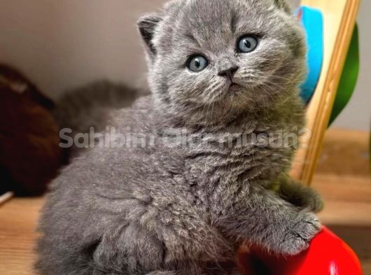 Gri Tüy Yumağı British Shorthair 