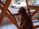 Safkan dişi toy poodle 3 aylık 