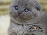 Ayıcık surat Gri Scottish Fold Shorthair 