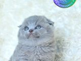 Kıvrık Kulaklı Gri Scottish Fold Shorthair 