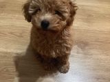 2.5 aylık toy Poodle 