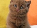 En Güzel Chocolate British Shorthair 