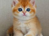 Şaheser Gibi Golden Ny12 British Shorthair