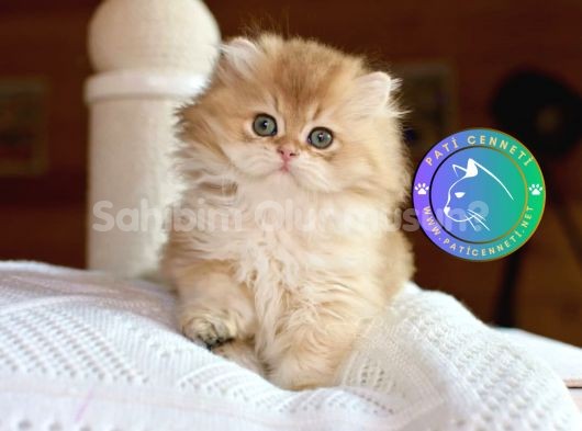 Golden Yeleli British Longhair yavrumuz 