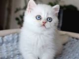 Pamuk Şekerimiz NS1133 British Shorthair