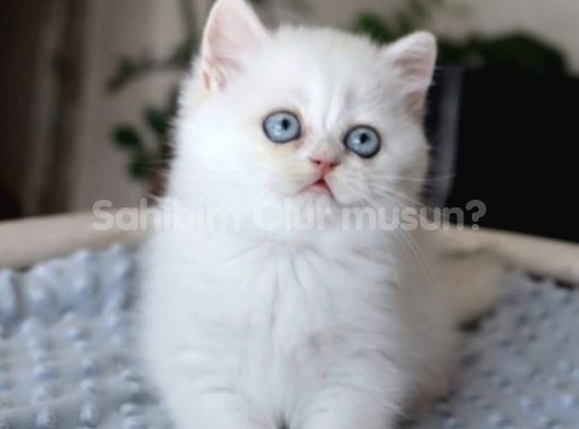 Pamuk Şekerimiz NS1133 British Shorthair