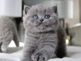 Tombul Kedimiz Gri British Shorthair 
