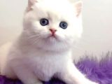 Biricik Mavi Göz NS1133 British Shorthair 