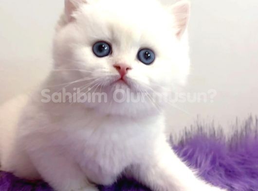 Biricik Mavi Göz NS1133 British Shorthair 