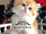 Altın Saçlı Golden British Longhair 