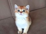 British Shorthair Golden Erkek Yavrular 
