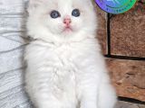 Görkemli Ragdoll yavrumuz 