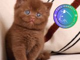 Minik Mocha Chocolate British Shorthair 
