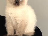 british shorthair blue point erkek yavru 
