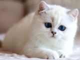 Masmavi Gözlü NS1133 British Shorthair