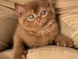Çikolatalı Pudingimiz Chocolate British Shorthair