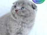 Kucak delisi Gri Scottish Fold Shorthair yavrumuz 