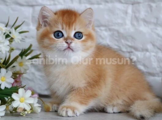 Göz Bebeğimiz Golden NY12 British shorthair
