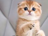 Oyuncu Golden Scottish Fold 