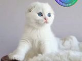 Kar Topu Silver Scottish Fold Shorthair yavrumuz 