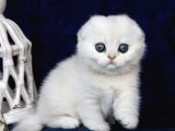 Mavi Boncuğumuz NS1133 Scottish Fold Shorthair