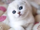 Saf Kan En Kaliteli Scottish Fold Shorthair