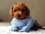 Mini boy puppy kıpkırmızı ev üretimi  TOOY POODLE 