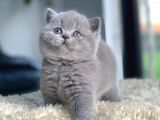 Tospik Kedimiz Gri British Shorthair