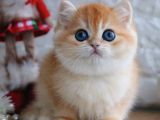 Dünya'nın 8.Harikası Golden NY12 British Shorthair