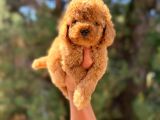 Tooy poodle cinsi yavrular DİŞİ erkek mevcuttur 