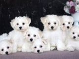 Maltesse terrier mini puppy boy yavrular 
