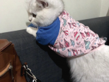 British shorthair dişi