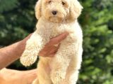 LABRADOODLE DEV BOY ÜST KALİTE DİZAYN IRK