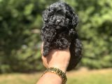 ÖZEL RENK SİYAH MALTİPOO YAVRULAR