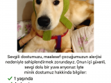 İyi bir dost 