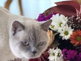 British Shorthair kedimize yeni aile arıyoruz