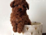Mini boy puppy kıpkırmızı ev üretimi  TOOY POODLE 