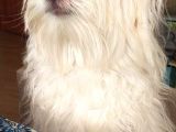 Maltipoo 2yaşında erkek