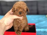 TEACUP KORE POODLE BEBEĞİMİZ RED BROWN