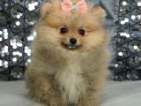 MİNİ BOY PUPPY POMERRİAN BOO YAVRUMUZ 