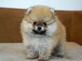 Pomerrian boo mini puppy boy 