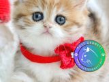Altın yumoş Golden British Shorthair yavrumuz 