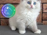 Görkemli Ragdoll yavrumuz 