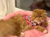 İran kedisi ve scottish dold longhair kırması