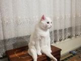 Ankara kedisi kısır 5 yaşında 