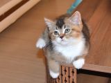 Muhteşem British Shorthair Yavrular 