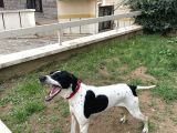 POİNTER AV KÖPEĞİ
