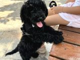 4 aylık Poodle