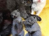 Britishshorthair safkan