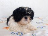 Anne Baba Yanında Büyüyen Safkan Shihtzu Yavruları